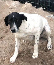 MURPHY, Hund, Pointer-Mix in Portugal - Bild 4