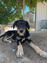 TARA, Hund, Mischlingshund in Portugal - Bild 1