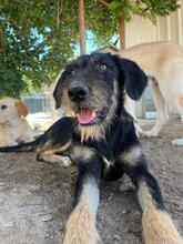 TARA, Hund, Mischlingshund in Portugal - Bild 3