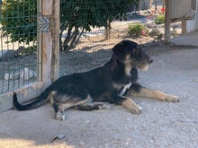 TARA, Hund, Mischlingshund in Portugal - Bild 4