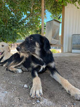 TARA, Hund, Mischlingshund in Portugal - Bild 5