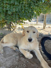 TINA, Hund, Mischlingshund in Portugal - Bild 4