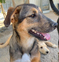 TATY, Hund, Mischlingshund in Portugal - Bild 2