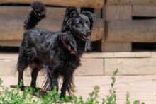 BLACKY, Hund, Mischlingshund in Polen - Bild 1