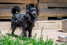 BLACKY, Hund, Mischlingshund in Polen - Bild 2