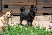 BLACKY, Hund, Mischlingshund in Polen - Bild 3