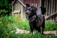 BLACKY, Hund, Mischlingshund in Polen - Bild 4