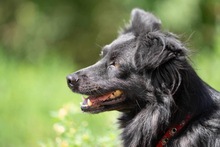 BLACKY, Hund, Mischlingshund in Polen - Bild 5