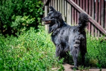 BLACKY, Hund, Mischlingshund in Polen - Bild 6