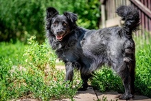 BLACKY, Hund, Mischlingshund in Polen - Bild 7