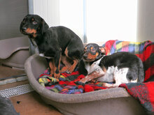 TYSON, Hund, Mischlingshund in Italien - Bild 9