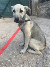 MARINA, Hund, Mischlingshund in Griechenland