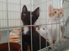 COZMO, Katze, Europäisch Kurzhaar in Raubling - Bild 5