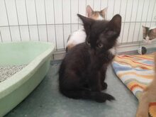 COZMO, Katze, Europäisch Kurzhaar in Raubling - Bild 6