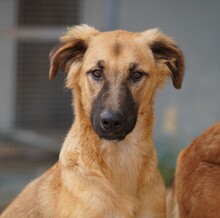 ODINO, Hund, Mischlingshund in Weilburg - Bild 12