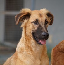 ODINO, Hund, Mischlingshund in Weilburg - Bild 15