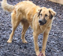 ODINO, Hund, Mischlingshund in Weilburg - Bild 18