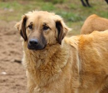 ODINO, Hund, Mischlingshund in Weilburg - Bild 2