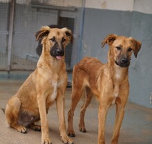 ODINO, Hund, Mischlingshund in Weilburg - Bild 23