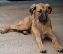 ODINO, Hund, Mischlingshund in Weilburg - Bild 24