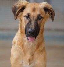 ODINO, Hund, Mischlingshund in Weilburg - Bild 26