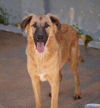 ODINO, Hund, Mischlingshund in Weilburg - Bild 27