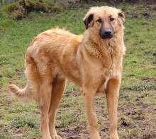 ODINO, Hund, Mischlingshund in Weilburg - Bild 3