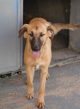 ODINO, Hund, Mischlingshund in Weilburg - Bild 31