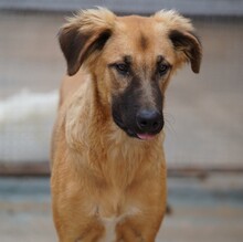 ODINO, Hund, Mischlingshund in Weilburg - Bild 32