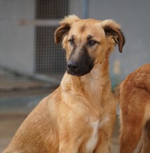 ODINO, Hund, Mischlingshund in Weilburg - Bild 33