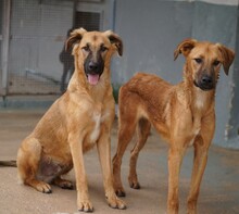 ODINO, Hund, Mischlingshund in Weilburg - Bild 34