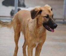 ODINO, Hund, Mischlingshund in Weilburg - Bild 37