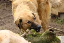 ODINO, Hund, Mischlingshund in Weilburg - Bild 5