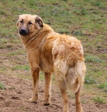 ODINO, Hund, Mischlingshund in Weilburg - Bild 6