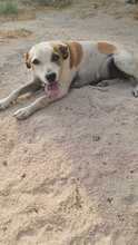 CARLITA, Hund, Terrier-Mix in Italien - Bild 2