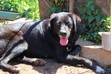 LULU, Hund, Labrador-Mix in Italien - Bild 12