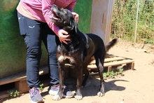 LULU, Hund, Labrador-Mix in Italien - Bild 13