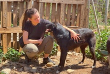 LULU, Hund, Labrador-Mix in Italien - Bild 15