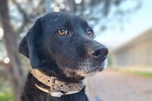 LULU, Hund, Labrador-Mix in Italien - Bild 2