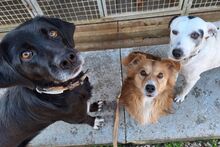 LULU, Hund, Labrador-Mix in Italien - Bild 4