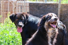 LULU, Hund, Labrador-Mix in Italien - Bild 6