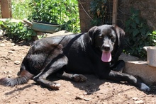 LULU, Hund, Labrador-Mix in Italien - Bild 8