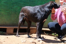 LULU, Hund, Labrador-Mix in Italien - Bild 9