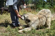 CHAMPAGNE, Hund, Mischlingshund in Rumänien - Bild 18