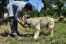 CHAMPAGNE, Hund, Mischlingshund in Rumänien - Bild 19