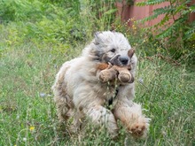 CHAMPAGNE, Hund, Mischlingshund in Rumänien - Bild 2