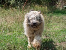 CHAMPAGNE, Hund, Mischlingshund in Rumänien - Bild 3