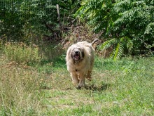 CHAMPAGNE, Hund, Mischlingshund in Rumänien - Bild 4