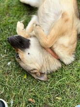 YOKI2, Hund, Mischlingshund in Slowakische Republik - Bild 2