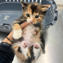 THANH, Katze, Europäisch Kurzhaar in Spanien - Bild 11
